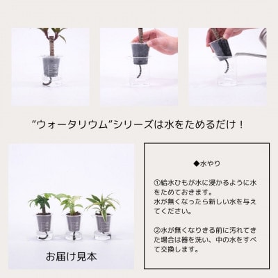 ウォータリウム　ビーカーM　ハイドロコーン植え3個セット【オススメの観葉植物でお届け】
