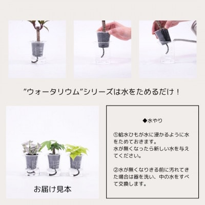 ウォータリウム　ビーカーM　炭植え3個セット【オススメの観葉植物でお届け】【配送不可地域：沖縄県】
