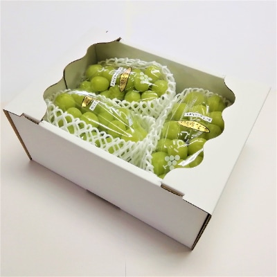 生産者直送!　シャインマスカット　約1.6kg【配送不可地域：離島】