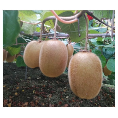 愛知県岡崎市産キウイフルーツ(ヘイワード)約2kg(17~18玉入)【配送不可地域：離島】