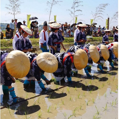 抹茶入り玄米茶　～　悠紀斎田米「萬斎」使用　200g×3袋