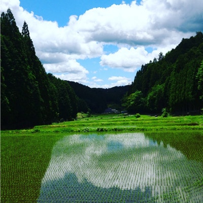 〈ぬかたのミネアサヒ〉千万町棚田米ミネアサヒ (精米) 10kg(5kg×2袋)