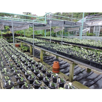 徳川家康公の運気を上げた縁起物!　おもと講座と植え替え体験　【万年青プレゼント!】