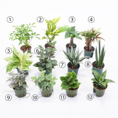 キュートみなも2個＆栄養剤セット【オススメの観葉植物でお届け】