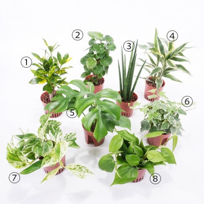 ハイミニポリゴン【ダークグレー】2個セット＆栄養剤【オススメの観葉植物でお届け】