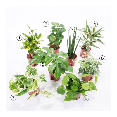 ハイミニみなも2個セット＆栄養剤【オススメの観葉植物でお届け】