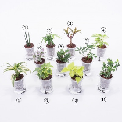 ウォータリウム　ビーカーM　炭植え3個セット【オススメの観葉植物でお届け】【配送不可地域：沖縄県】