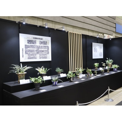 【おもと はじめて応援】岡崎・徳川家康公の縁起物!お祝い万年青!