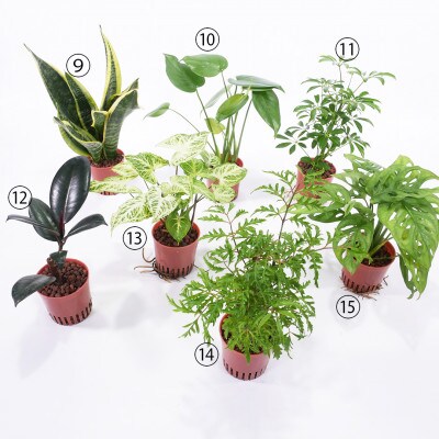 ハイミニビビスモーキー3個セット【B】【オススメの観葉植物でお届け】