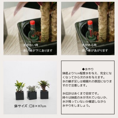 キュートフィット黒角3個セット【オススメの観葉植物でお届け】