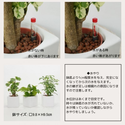 ハイミニフィット白角3個セット【オススメの観葉植物でお届け】