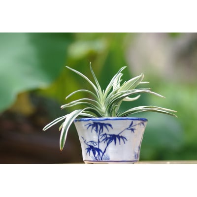 徳川家康公の運気を上げた縁起物!　おもと講座と植え替え体験　【万年青プレゼント!】