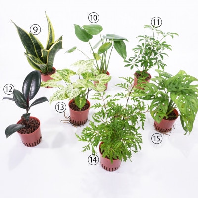 ハイミニポリゴン【ベージュ】2個セット＆栄養剤【オススメの観葉植物でお届け】