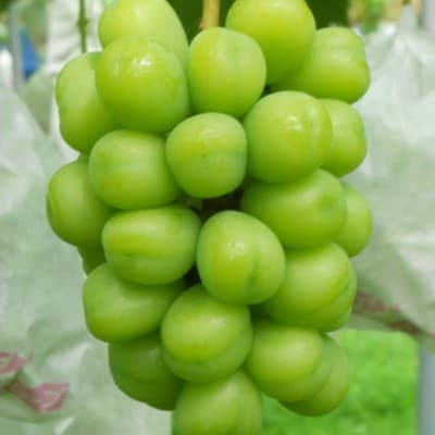 生産者直送!　シャインマスカット　約1.6kg【配送不可地域：離島】