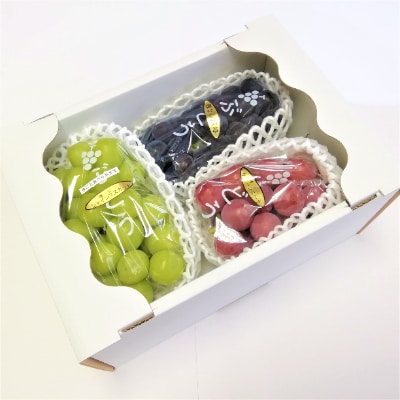 生産者直送!　シャインマスカット1房と大粒他品種ぶどうの詰め合わせ　約1.6kg【種無し】【配送不可地域：離島】