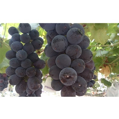 岡崎駒立ぶどう　種なし巨峰2kg【配送不可地域：離島】