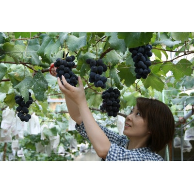 岡崎駒立巨峰狩り入園券セット(親子)