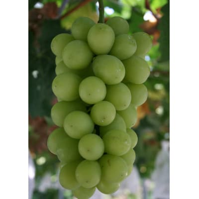 岡崎駒立シャインマスカット狩り入園券セット(親子)