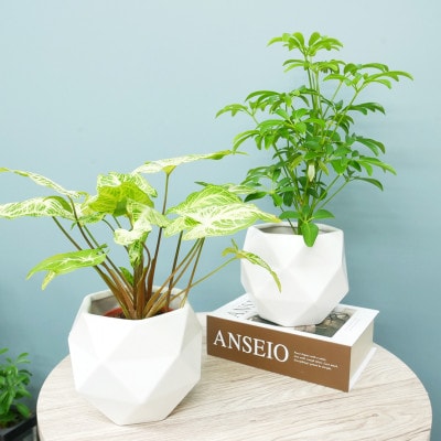 ハイミニポリゴン【ホワイト】2個セット＆栄養剤　【オススメ観葉植物でお届け】