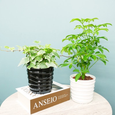 ハイミニみなも2個セット＆栄養剤【オススメの観葉植物でお届け】