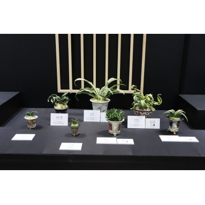 おもと講座と植え替え体験 徳川家康公の運気を上げた縁起物!【万年青プレゼント!】