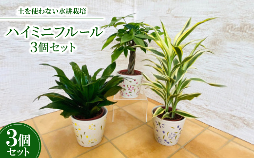 ハイミニフルール　3個セット【オススメ観葉植物でお届け】