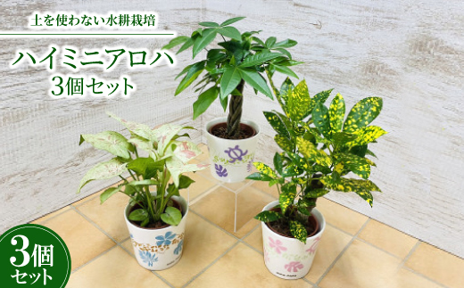 ハイミニアロハ　3個セット【オススメ観葉植物でお届け】