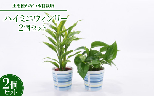 ハイミニウィンリー2個セット　【オススメ観葉植物でお届け】