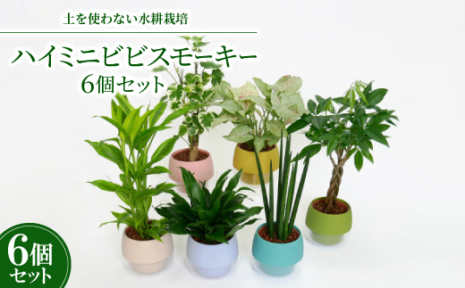 ハイミニビビスモーキー6個セット【オススメの観葉植物でお届け】