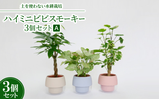 ハイミニビビスモーキー3個セット【A】【オススメの観葉植物でお届け】
