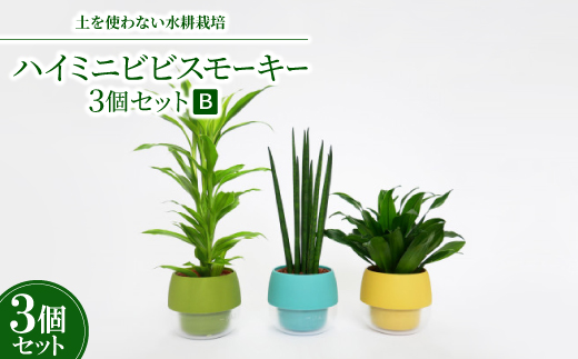 ハイミニビビスモーキー3個セット【B】【オススメの観葉植物でお届け】
