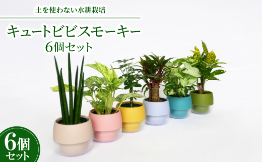 キュートビビスモーキー6個セット【オススメの観葉植物でお届け】