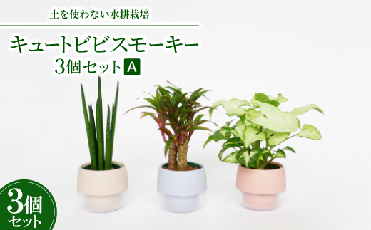 キュートビビスモーキー3個セット【A】【オススメの観葉植物でお届け】