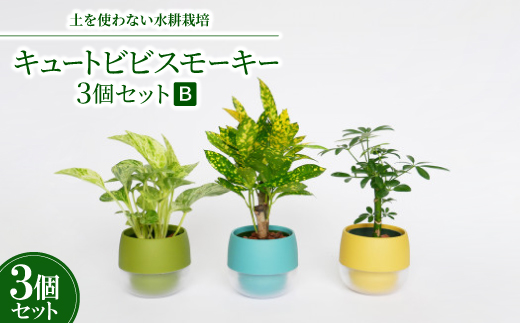 キュートビビスモーキー3個セット【B】【オススメの観葉植物でお届け】