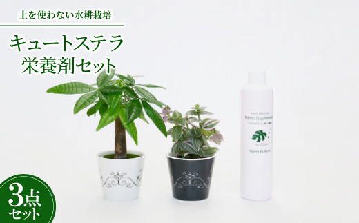 キュートステラ2個＆栄養剤セット【オススメの観葉植物でお届け】