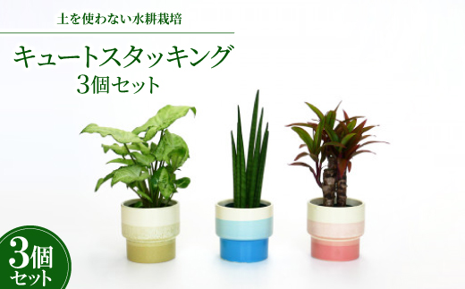 キュートスタッキング3個セット【オススメの観葉植物でお届け】