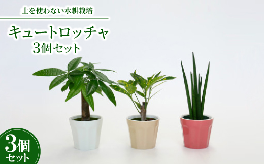 キュートロッチャ3個セット【オススメの観葉植物でお届け】