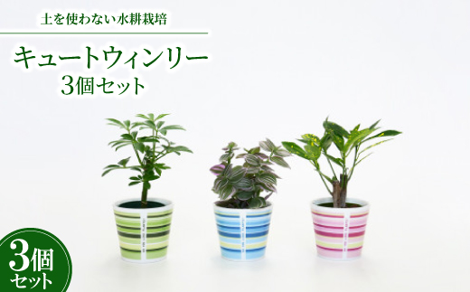キュートウィンリー3個セット【オススメの観葉植物でお届け】