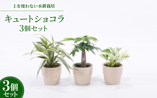 キュートショコラ3個セット【オススメの観葉植物でお届け】