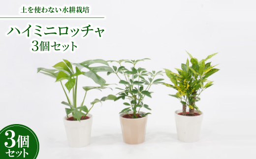 ハイミニロッチャ3個セット【オススメ観葉植物でお届け】
