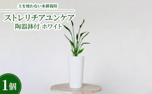 10.5cmLストレリチアユンケア陶器鉢付　ホワイト