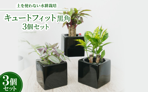 キュートフィット黒角3個セット【オススメの観葉植物でお届け】