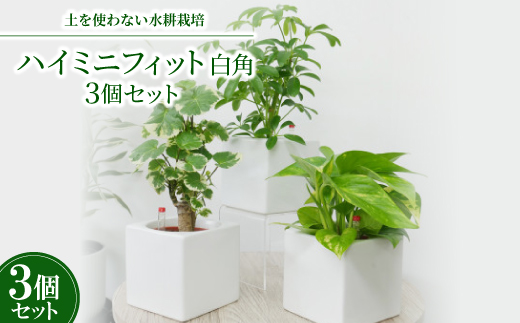 ハイミニフィット白角3個セット【オススメの観葉植物でお届け】
