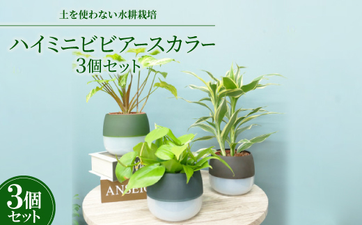 ハイミニビビアースカラー3個セット【オススメの観葉植物でお届け】