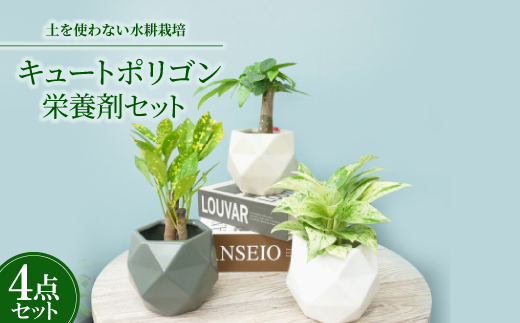 キュートポリゴン3個＆栄養剤セット【オススメの観葉植物でお届け】