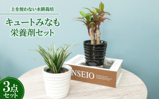 キュートみなも2個＆栄養剤セット【オススメの観葉植物でお届け】