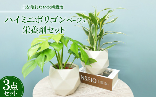 ハイミニポリゴン【ベージュ】2個セット＆栄養剤【オススメの観葉植物でお届け】