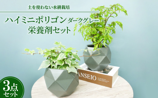 ハイミニポリゴン【ダークグレー】2個セット＆栄養剤【オススメの観葉植物でお届け】