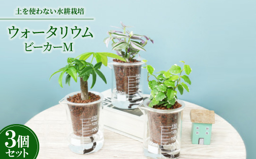 ウォータリウム　ビーカーM　ハイドロコーン植え3個セット【オススメの観葉植物でお届け】