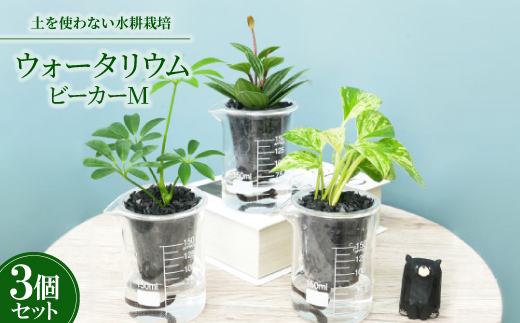 ウォータリウム　ビーカーM　炭植え3個セット【オススメの観葉植物でお届け】【配送不可地域：沖縄県】